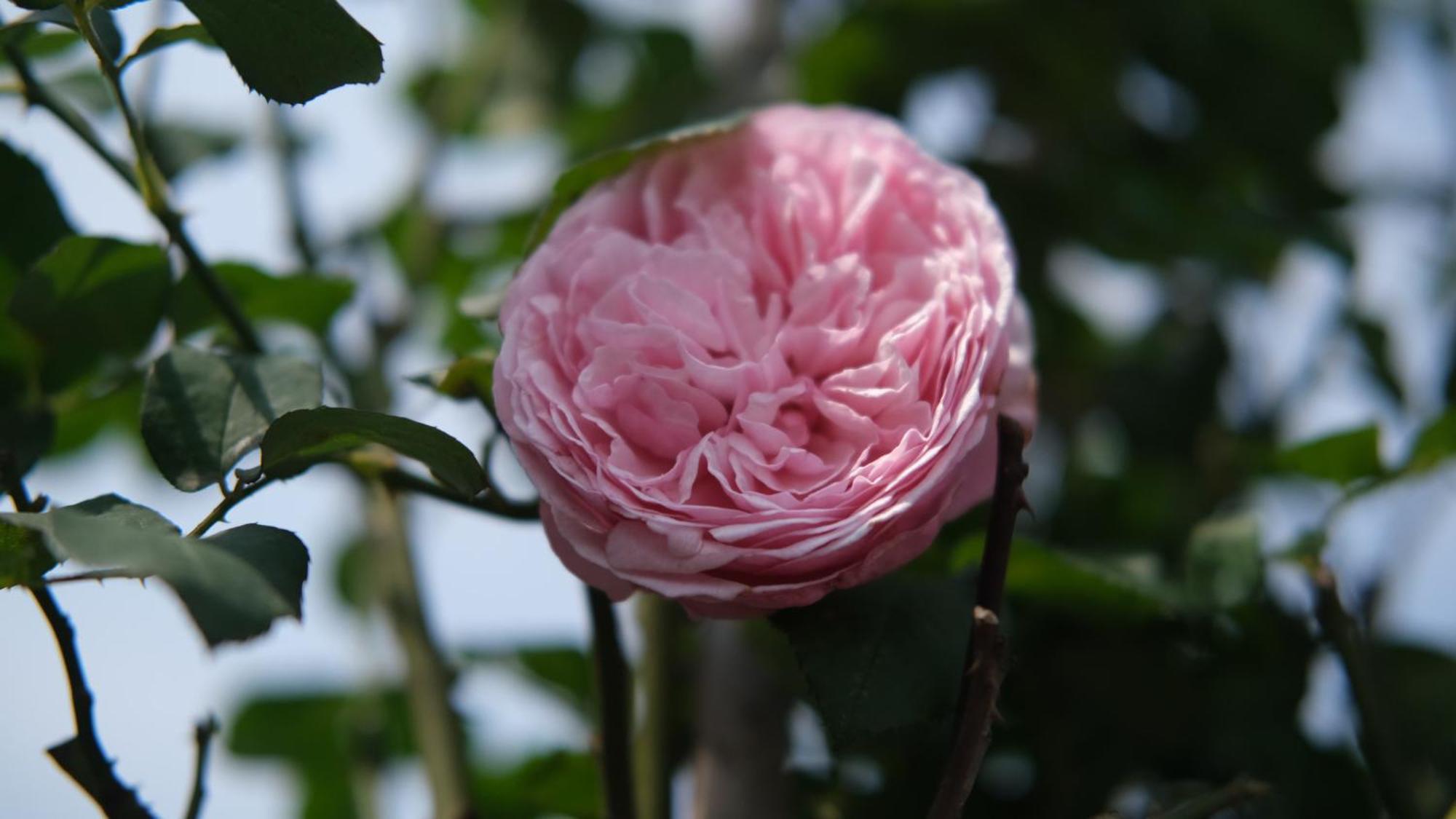 The Bloom Classic - Hotel And Bistro ฮานอย ภายนอก รูปภาพ